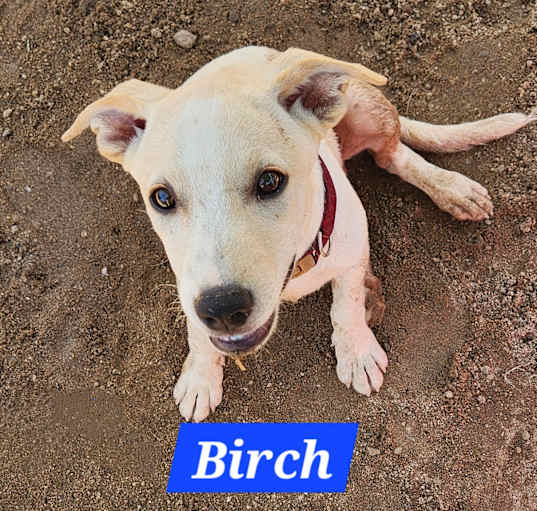 Photo of Birch