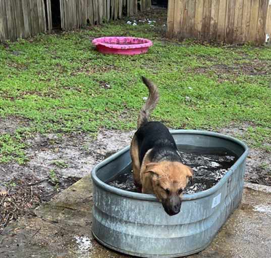 Photo of Shephard pup