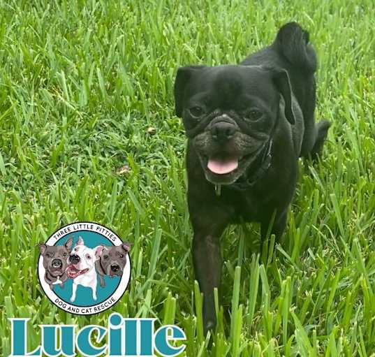 Photo of Lucille Pug Face