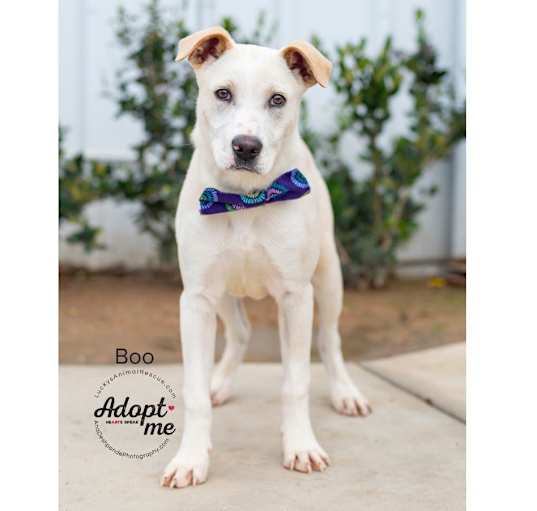 Photo of Boo