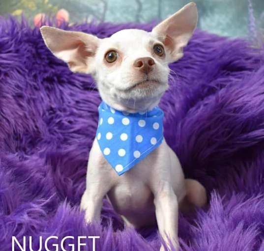 Photo of Nugget