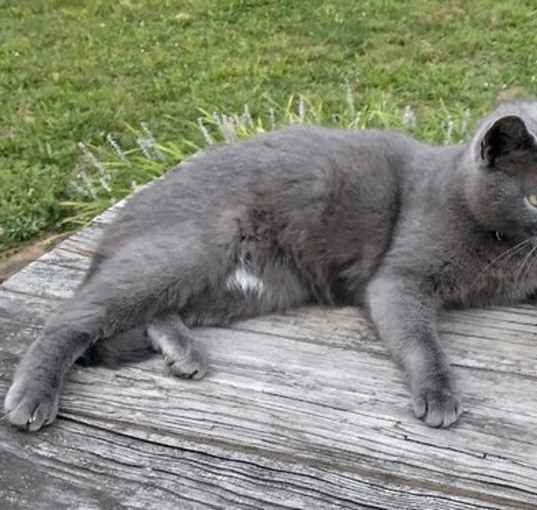 Photo of Gray Kitty **COURTESY POST**