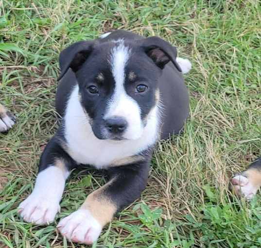 Photo of El Paso Puppy Evelyn Dixie