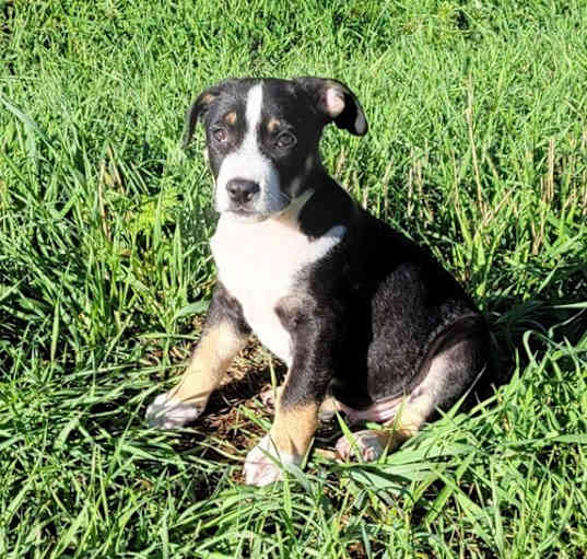 Photo of El Paso Puppy Ethan Duke