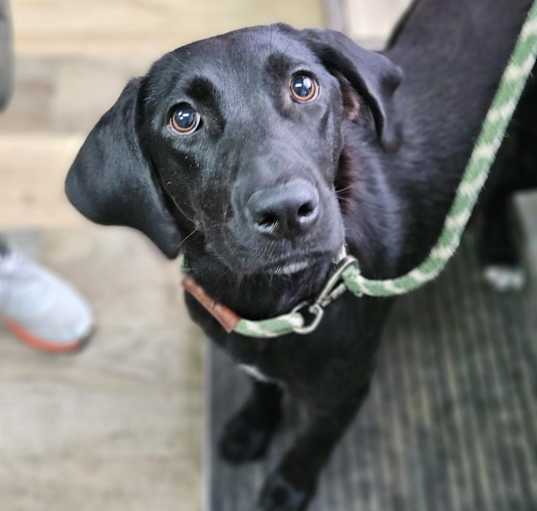 Photo of CT Oakley avail Sept 8 (Elicit Brewing- Manchester, CT)