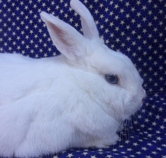 Photo of Flopsy