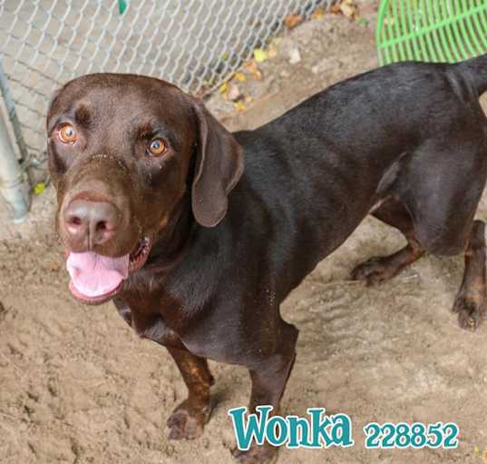 Photo of WONKA