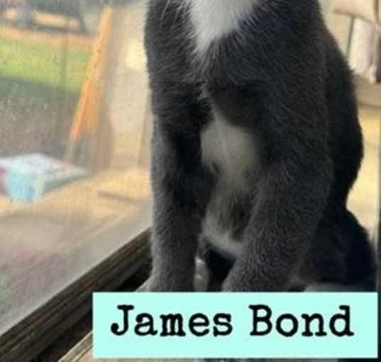 Photo of James Bond