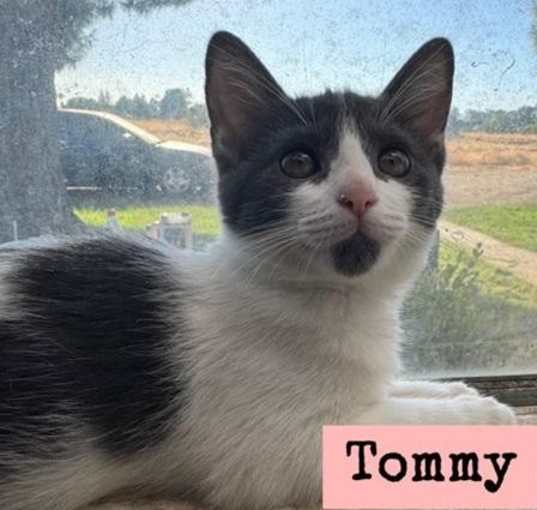 Photo of Tommy