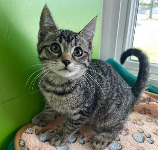 Photo of Marcinda ~ Available at PetSmart Warsaw, IN!