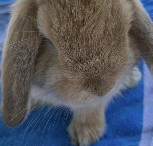 Photo of Cadbury