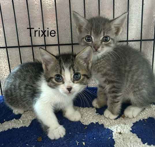 Photo of Trixie    (dc)