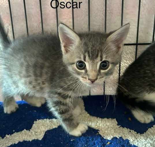 Photo of OSCAR     (th)