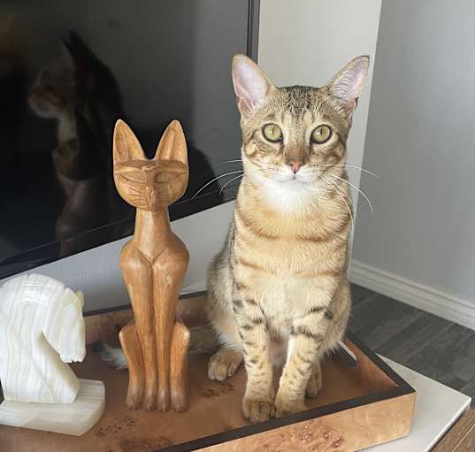 Photo of Bastet