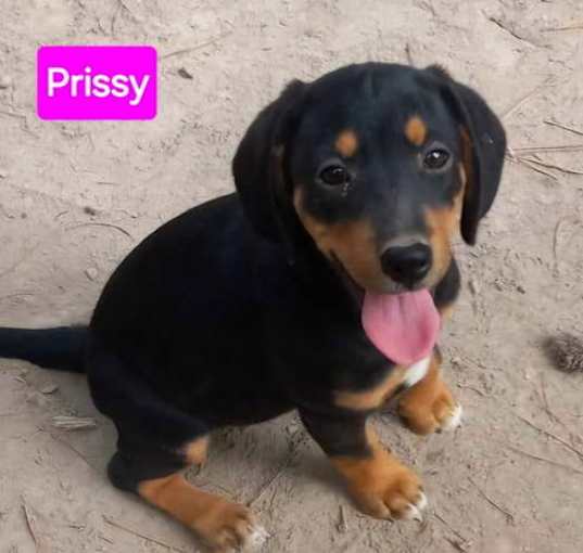 Photo of Prissy