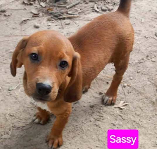 Photo of Sassy *adoption pending