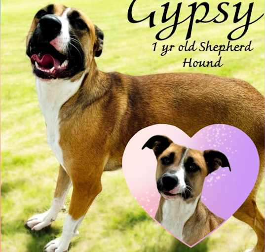 Photo of Gypsy