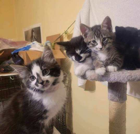 Photo of THE "TODAY SHOW" KITTENS