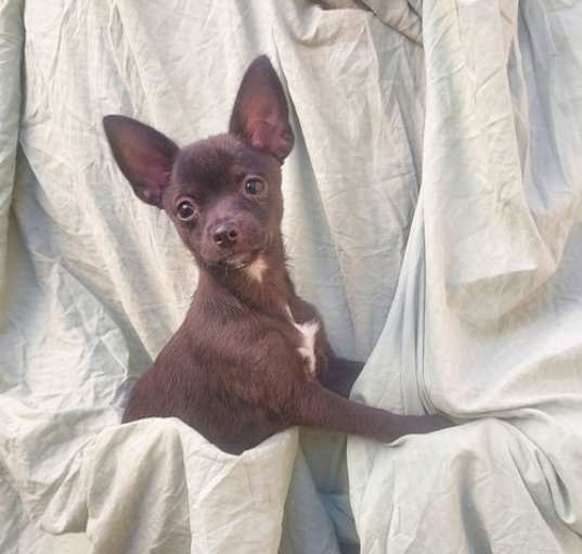 Photo of Shaggy