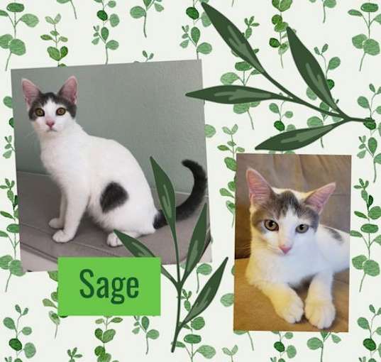 Photo of Sage