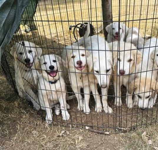 Photo of 11 GREAT PYR PUPPIES NEED HELP!