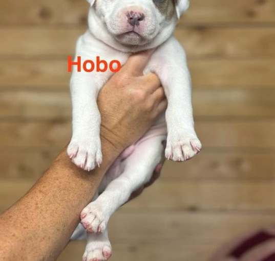 Photo of Hobo