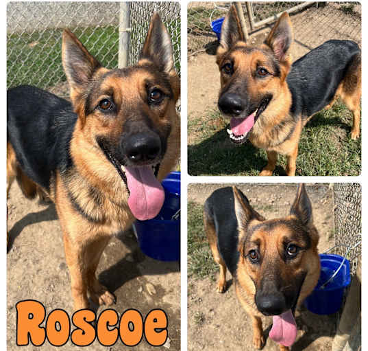 Photo of Roscoe