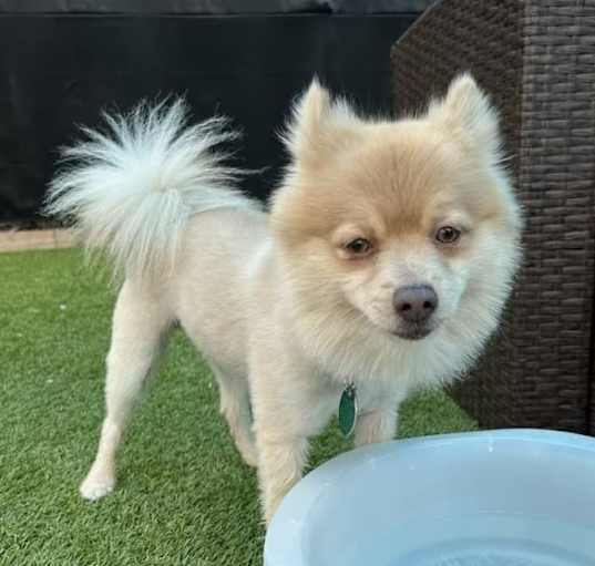 Photo of Pom