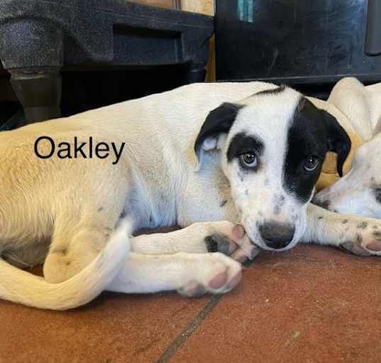 Photo of Oakley