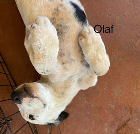 Photo of Olaf