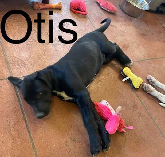 Photo of Otis