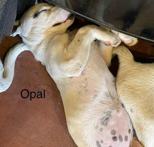 Photo of Opal (gd/lab x)