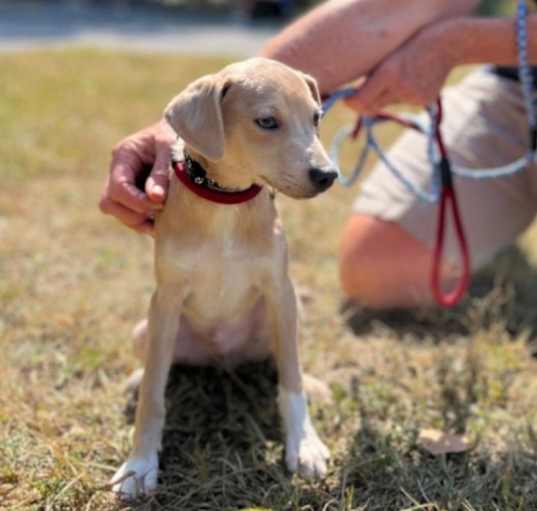 Photo of GILL   10 POUND PUPPY   FOSTERED IN NEW JERSEY