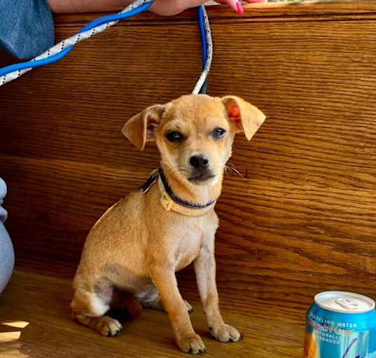 Photo of MARLIN   5 Pounds   PUPPY   FOSTERED IN NEW JERSEY