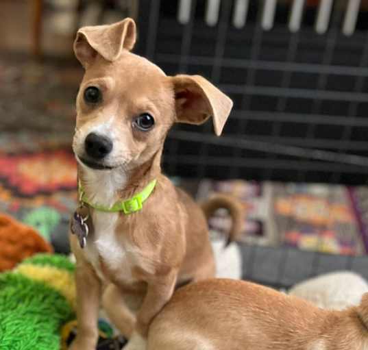 Photo of DORI   6 Pounds   PUPPY   FOSTERED IN NEW JERSEY