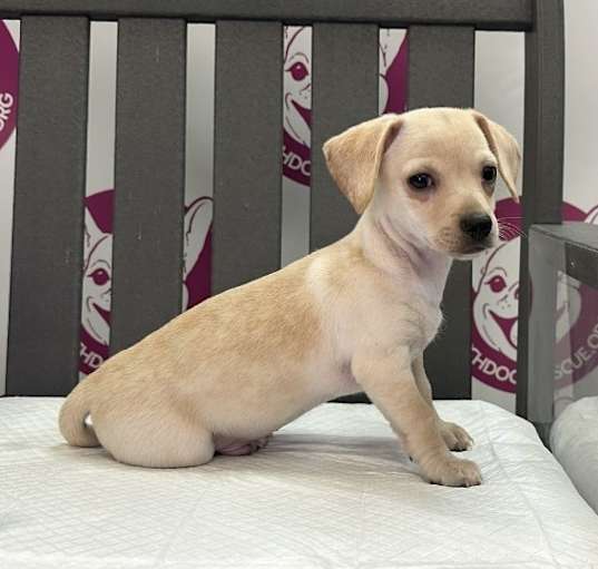 Photo of CRUSH   8 Pounds   PUPPY   FOSTERED IN NEW JERSEY