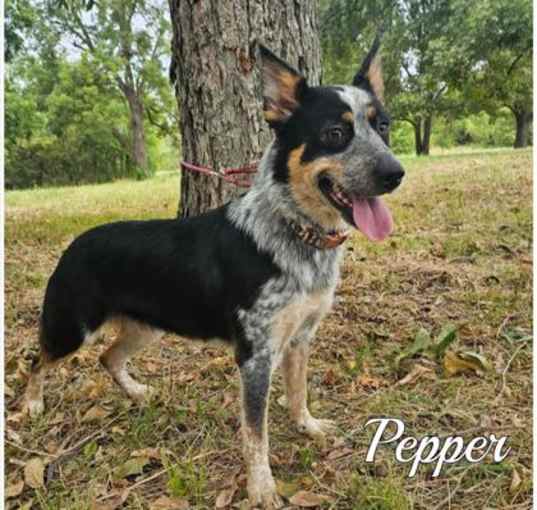 Photo of Pepper