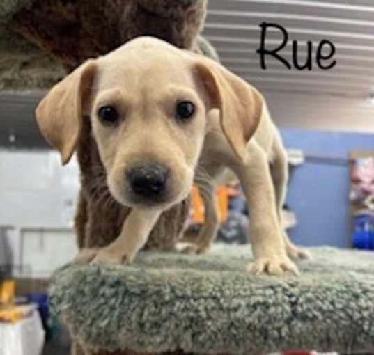 Photo of Rue Adoption Pending