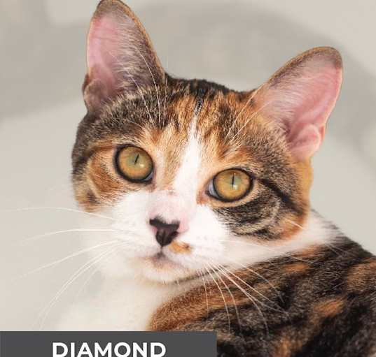 Photo of Diamond