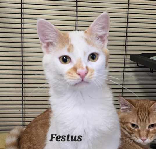 Photo of Festus