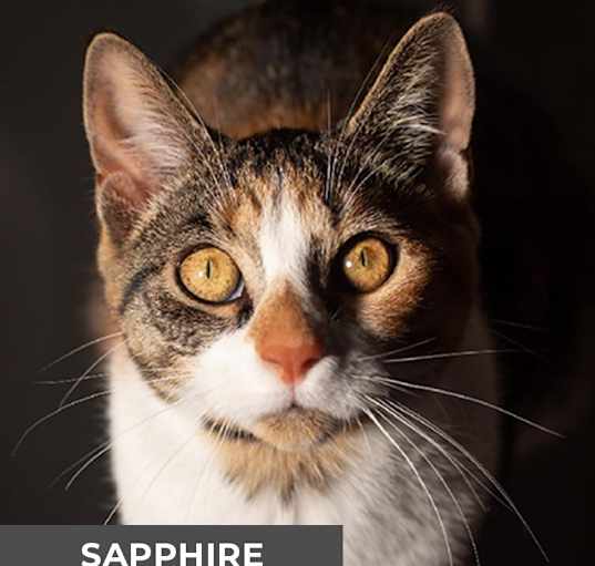 Photo of Sapphire