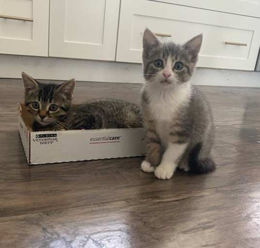 Photo of Kittens - Nala & Simba