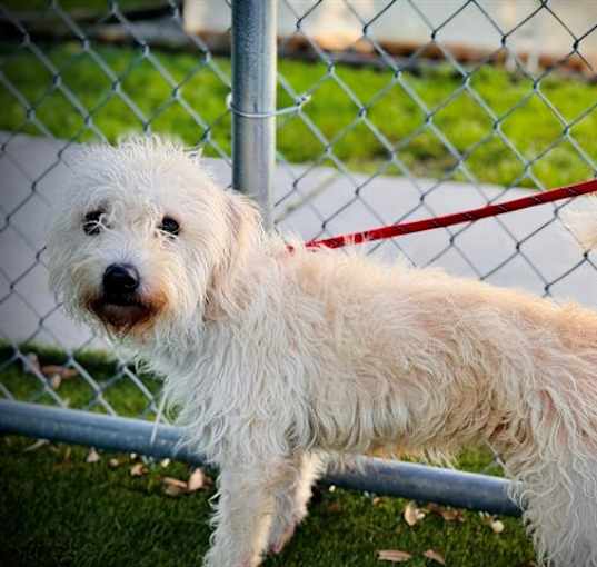 Photo of SHINY/KANYE WESTIE