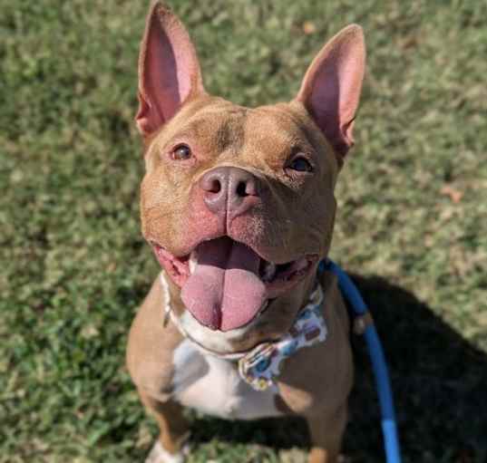 Photo of Cinnamon - Office Dog