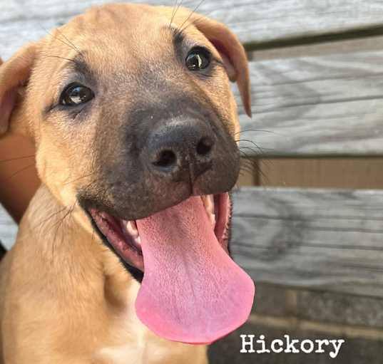 Photo of Hickory