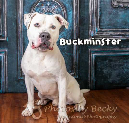 Photo of Buckminster