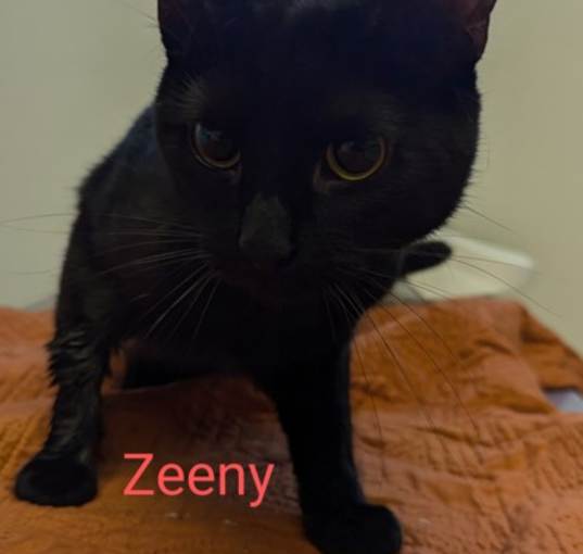 Photo of Zeeny