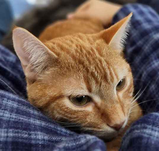 Photo of Nacho
