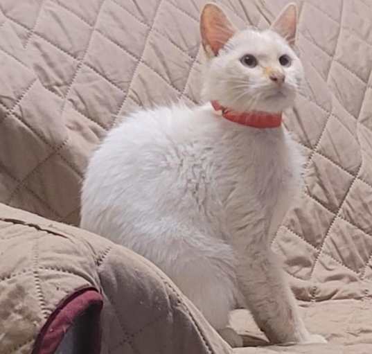 Photo of Fuego - flame point Siamese