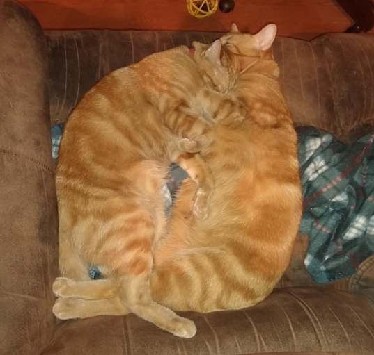 Photo of Reddington aka Redd